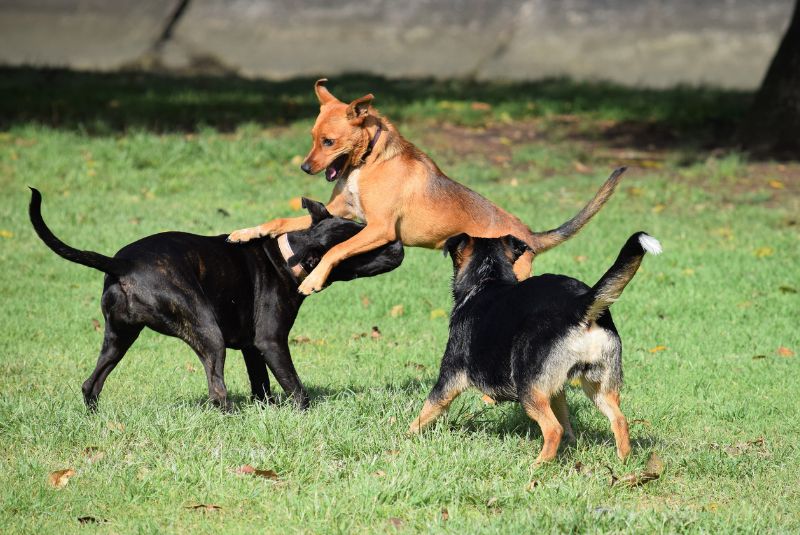 La dominancia en perros: desmitificando un concepto erróneo