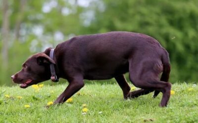 ¿Por qué no debes usar el Alpha Roll en cachorros (ni en perros adultos)?