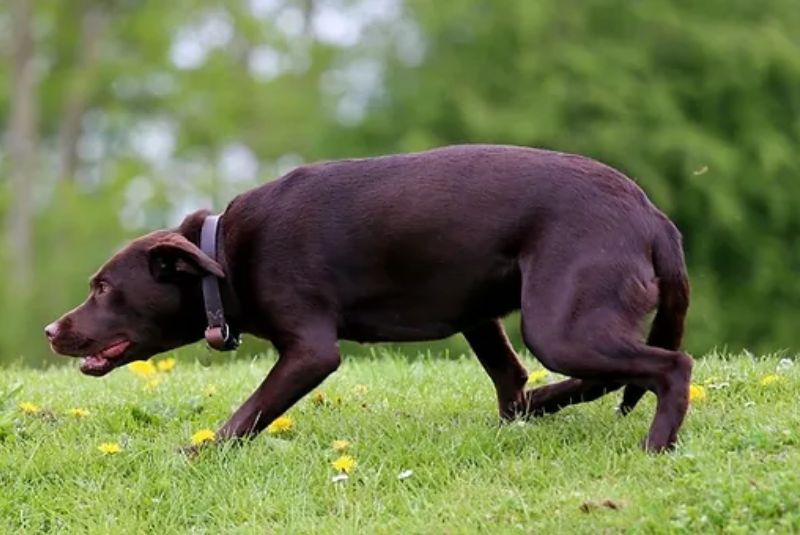 ¿Por qué no debes usar el Alpha Roll en cachorros (ni en perros adultos)?