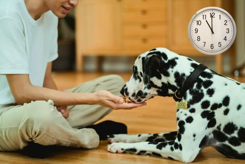 ¿Cuánto tiempo debo entrenar a mi perro cada día?