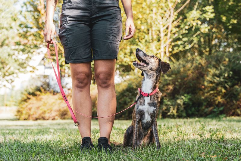 ¿Cuándo y cómo empezar a entrenar a tu perro?